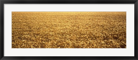 Framed Panorama of amber waves of grain, wheat field in Provence-Alpes-Cote D&#39;Azur, France Print