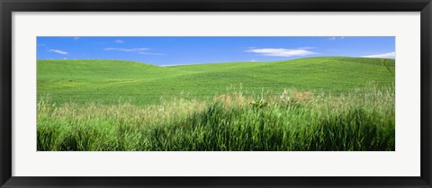 Framed Rolling green hill, Palouse, Whitman County, Washington State, USA Print