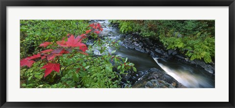 Framed River flowing through a forest, Black River, Upper Peninsula, Michigan (horizontal) Print