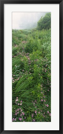 Framed Crown Vetch flowers, Herrington Manor State Park, Maryland, USA Print