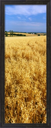 Framed Wheat crop in a field, Willamette Valley, Oregon, USA Print