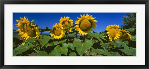 Framed Panache Starburst sunflowers in a field, Hood River, Oregon Print