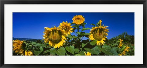 Framed Sunflowers in a field, Hood River, Oregon Print