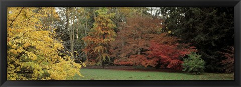 Framed Autumn tree, Gloucestershire, England Print