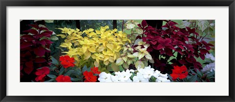 Framed Exotic flowers in Glasgow Botanic Gardens, Glasgow, Scotland Print