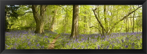 Framed Trees in a forest, Thursford Wood, Norfolk, England Print