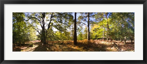 Framed Trees in autumn at sunset, New Forest, Hampshire, England Print