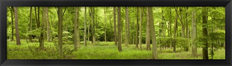 Framed Spring in Thetford Forest, Norfolk, England Print