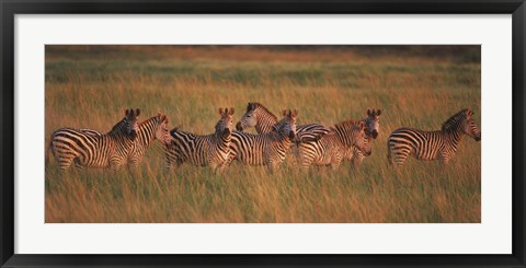 Framed Burchell&#39;s zebras (Equus quagga burchellii) in a forest, Masai Mara National Reserve, Kenya Print