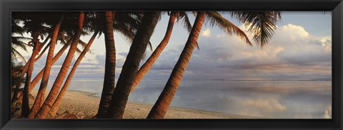 Framed Palm trees on the beach at sunset, Rarotonga, Cook Islands Print