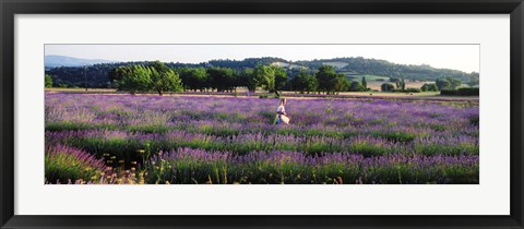 Framed Woman walking with basket through a field of lavender in Provence, France Print