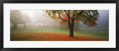 Framed Trees in a park, Djurgarden, Stockholm, Sweden Print