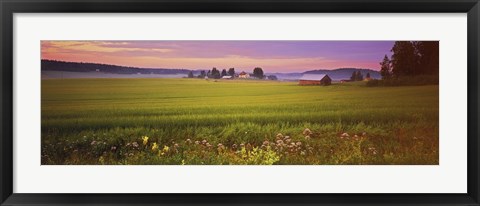 Framed Wildflowers in a field, Finland Print