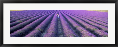 Framed Fields of lavender, Provence-Alpes-Cote d&#39;Azur, France Print