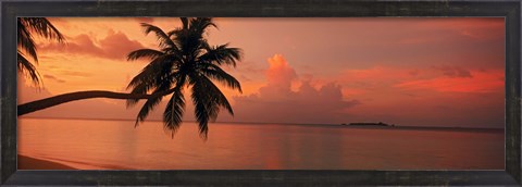 Framed Silhouette of palm tree on the beach at sunrise, Fihalhohi Island, Maldives Print