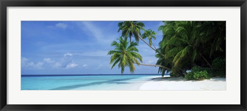 Framed Palm trees on the beach, Fihalhohi Island, Maldives Print