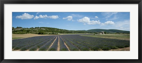 Framed Lavender fields near D701, Simiane-La-Rotonde, Alpes-de-Haute-Provence, Provence-Alpes-Cote d&#39;Azur, France Print