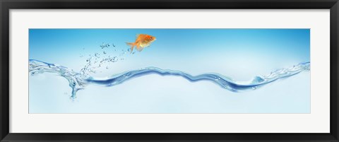 Framed Goldfish jumping out of water Print