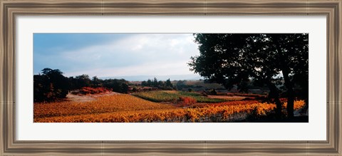 Framed Autum in the Vineyards, Provence-Alpes-Cote d&#39;Azur, France Print