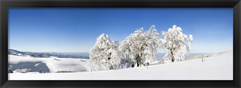 Framed Snow covered trees, Schauinsland, Black Forest, Baden-Wurttemberg, Germany Print