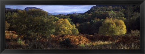 Framed Trees on a mountain, Glen Carron, Highlands Region, Inverness-Shire, Scotland Print