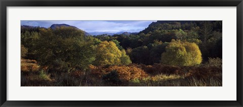 Framed Trees on a mountain, Glen Carron, Highlands Region, Inverness-Shire, Scotland Print