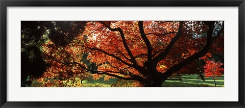 Framed Acer tree in a garden, Thorp Perrow Arboretum, Bedale, North Yorkshire, England Print