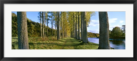 Framed Poplar Treelined at the riverside, River Tweed, Maxton, Newtown St. Boswells, Scotland Print