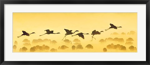 Framed Flamingos landing, Kenya Print