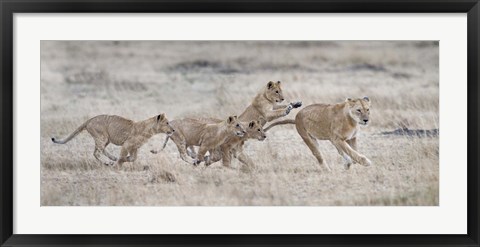 Framed Lioness (Panthera leo) and cubs at play, Kenya Print
