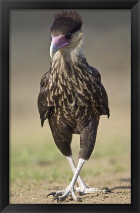 Framed Close-up of a Crested caracara (Polyborus plancus), Brazil Print