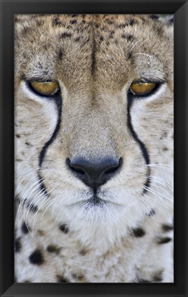 Framed Close-up of a cheetah (Acinonyx jubatus), Tanzania Print