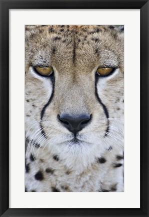 Framed Close-up of a cheetah (Acinonyx jubatus), Tanzania Print