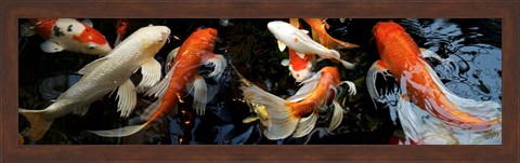 Framed Koi Carp swimming underwater Print