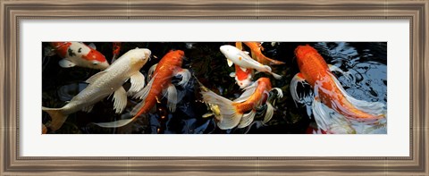 Framed Koi Carp swimming underwater Print