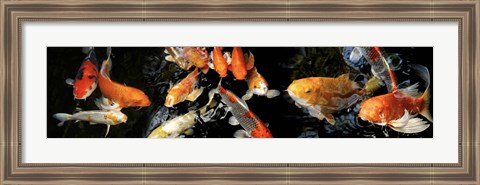 Framed Koi Swimming Print