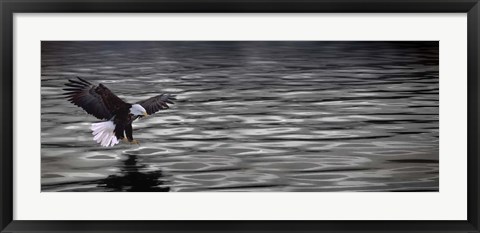 Framed Eagle over water Print