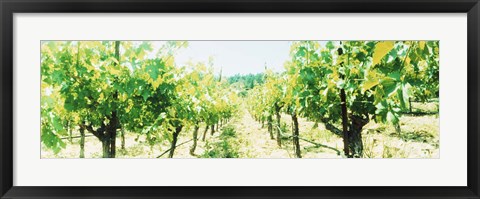 Framed Close up of Vines, Napa Valley, California Print