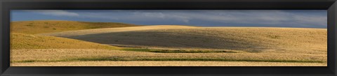 Framed Wheat field, Palouse, Washington State, USA Print