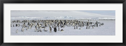 Framed Emperor penguins (Aptenodytes forsteri) colony at snow covered landscape, Snow Hill Island, Antarctica Print