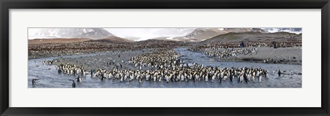 Framed St Andrews Bay, South Georgia Island Print