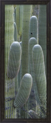 Framed Saguaro cacti, Oro Valley, Arizona, USA Print