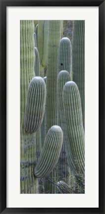 Framed Saguaro cacti, Oro Valley, Arizona, USA Print