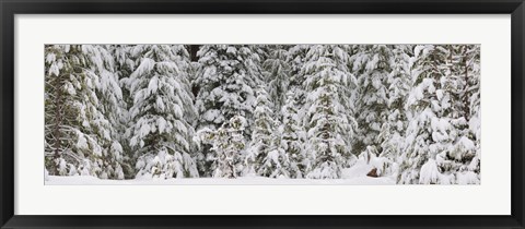 Framed Snow covered pine trees, Deschutes National Forest, Oregon, USA Print