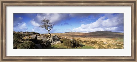 Framed Crooked tree at Feather Tor, Staple Tor, Dartmoor, Devon, England Print