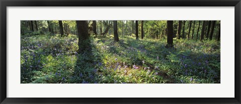 Framed Bluebells growing in a forest, Exe Valley, Devon, England Print