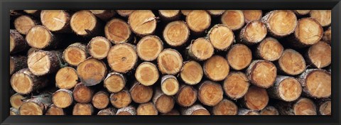 Framed Stack of logs in forest, Burrator Reservoir, Dartmoor, Devon, England Print