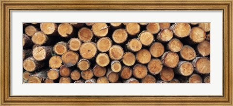 Framed Stack of logs in forest, Burrator Reservoir, Dartmoor, Devon, England Print