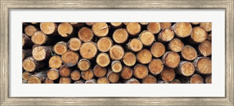 Framed Stack of logs in forest, Burrator Reservoir, Dartmoor, Devon, England Print