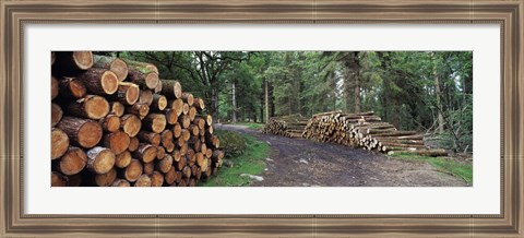 Framed Stacks of logs in forest, Burrator Reservoir, Dartmoor, Devon, England Print